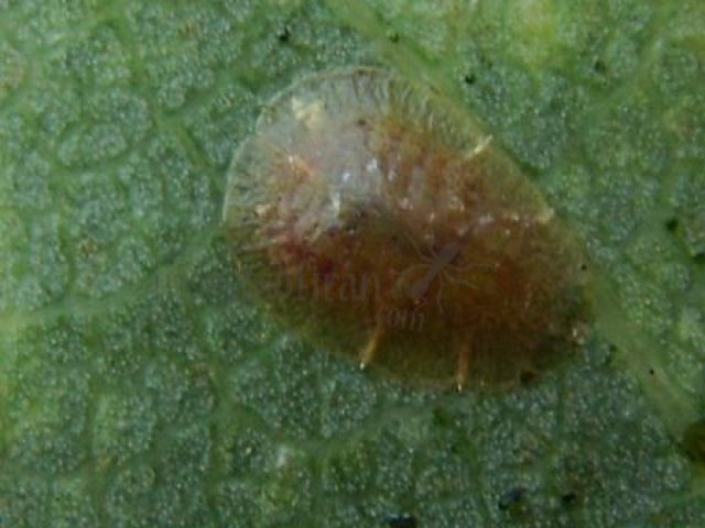 Pulvinaria sp-1