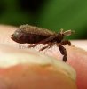 Others - Homoptera - Delphacidae