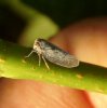 Others - Homoptera-Flatidae