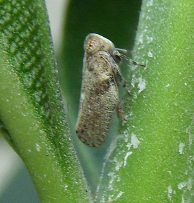 Issus coleoptratus-8