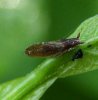 Others - Homoptera - Liviidae