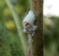 Homoptera-Margarodidae