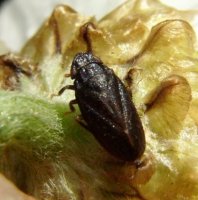 Homoptera-Tettigometridae