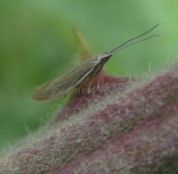 Coleophorid Moth