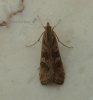 Others - Lepidoptera - Lepidoptera-crambidae