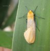 Others - Lepidoptera - Erebidae