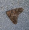 Others - Lepidoptera - Geometridae