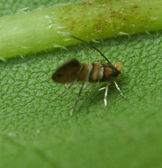 Cameraria ohridella