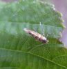 Others - Lepidoptera - Gracillariidae