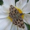 Others - Lepidoptera - Hesperiidae