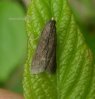 Others - Lepidoptera - Nepticulidae