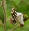 Others - Lepidoptera - Noctuidae