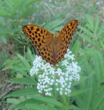 Argynnis paphia