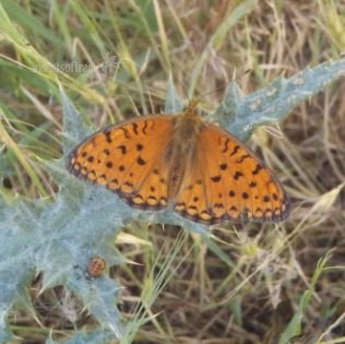 Argynnis paphia