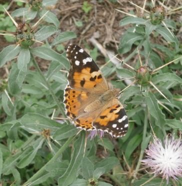 Cyntbia cardui 