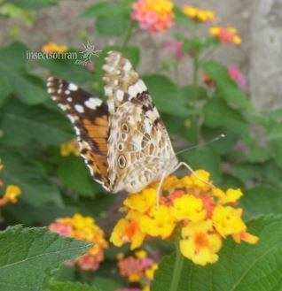 Cyntbia cardui