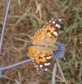 Cyntbia cardui