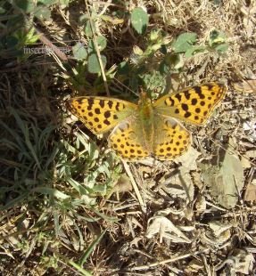 Argynnis paphia