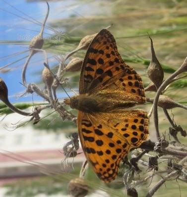 Argynnis paphia