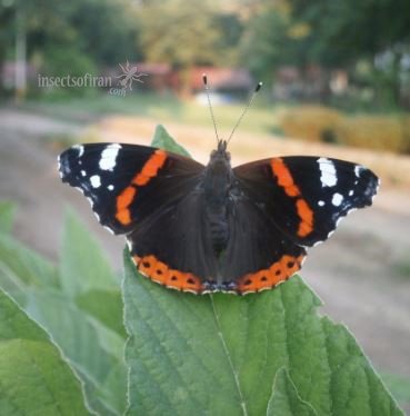 Vanessa atalanta