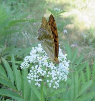 Argynnis paphia