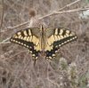 Others - Lepidoptera - Papiolinidae