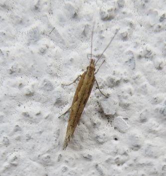 Plutella sp.