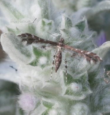 Amblyptilia acanthadactyla