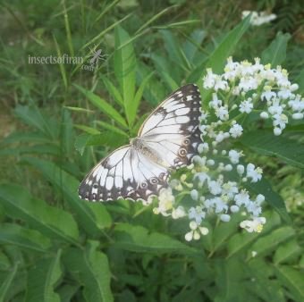 Melanargia sp