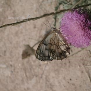 Melanargia sp