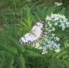 Others - Lepidoptera - Satyridae