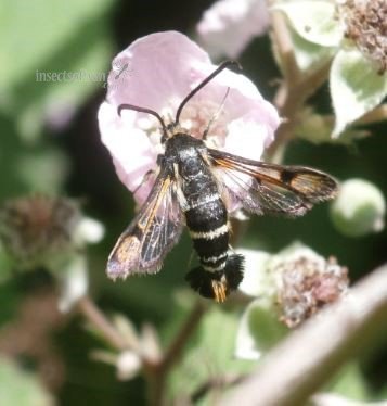 Synanthedon tipuliformis