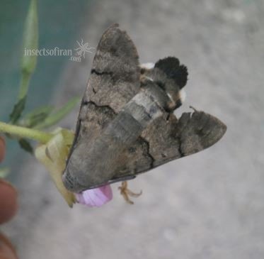 Macroglossum stellatarum  