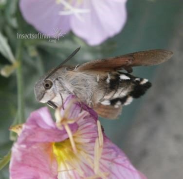 Macroglossum stellatarum