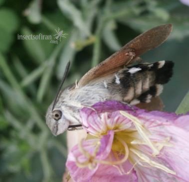 Macroglossum stellatarum 