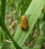 Others - Lepidoptera - Xyloryctidae