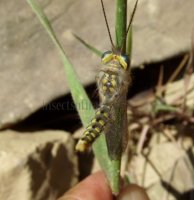 Neuroptera-Ascalaphidae