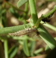 Neuroptera-Chrysopidae