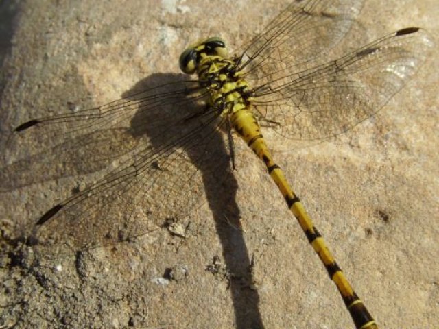 Sympetrum sp 