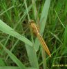 Others - Odonata-anisoptera-libellulidae