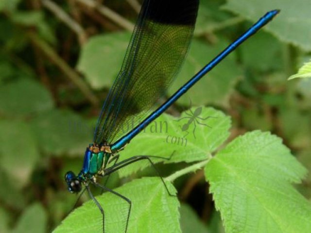 Calopteryx splendens-2