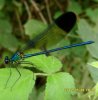 Others - Odonata - Zygoptera