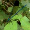 Others - Odonata - Zygoptera - Calopterygidae