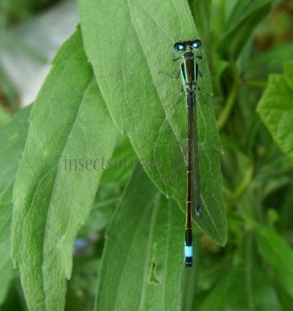 Platycnemis pennipes -5