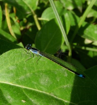 Platycnemis pennipes -6