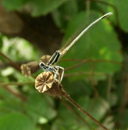 Platycnemis sp