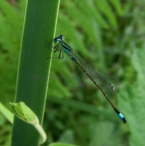 Ischnura cervula -2