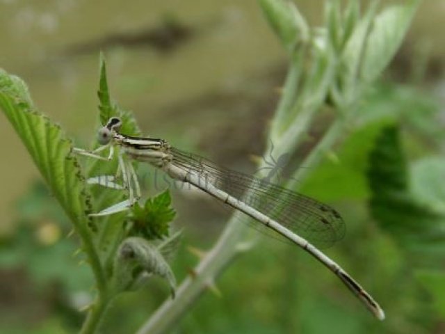 Ischnura cervula -3