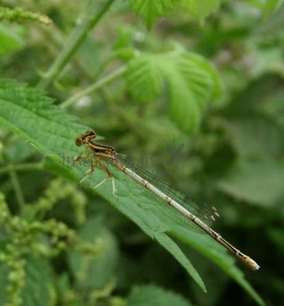 Ischnura cervula -5