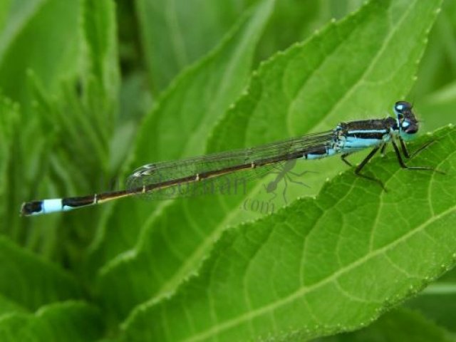 Platycnemis pennipes -1